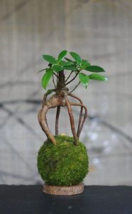Kokedama Loropéni