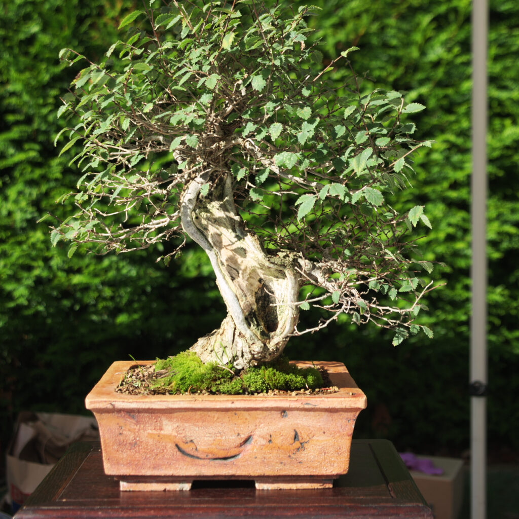bonzai2
