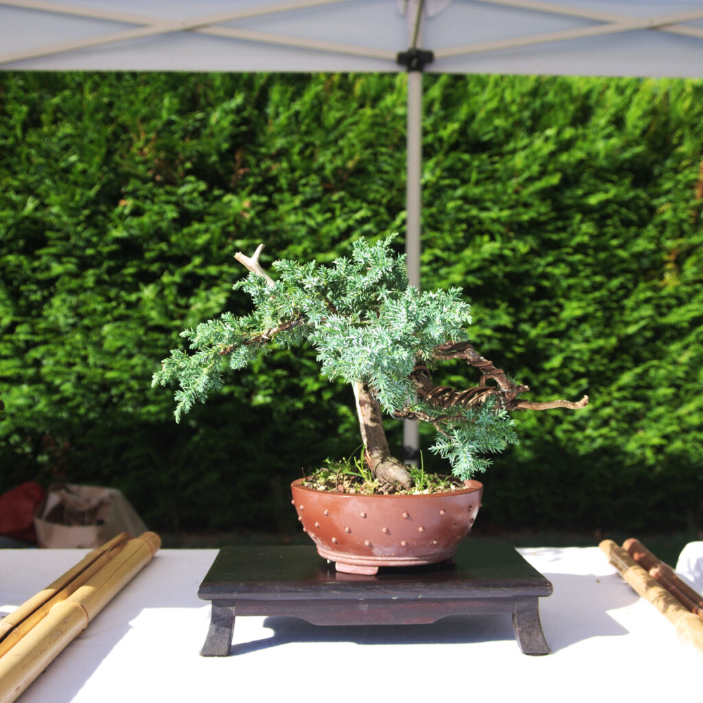 bonzai3